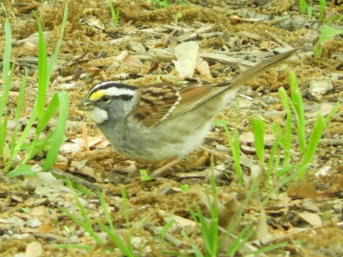 White-throated Sparrow - Dennis Kent