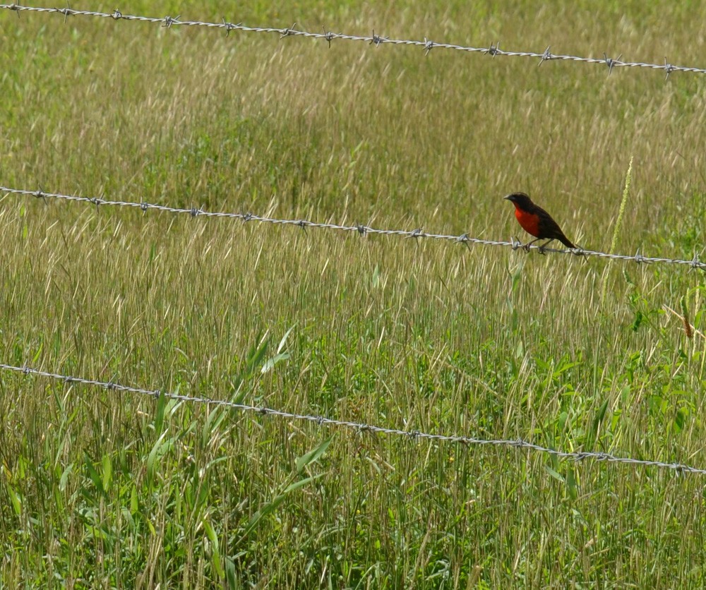 Red-breasted Meadowlark - Mark Davidson