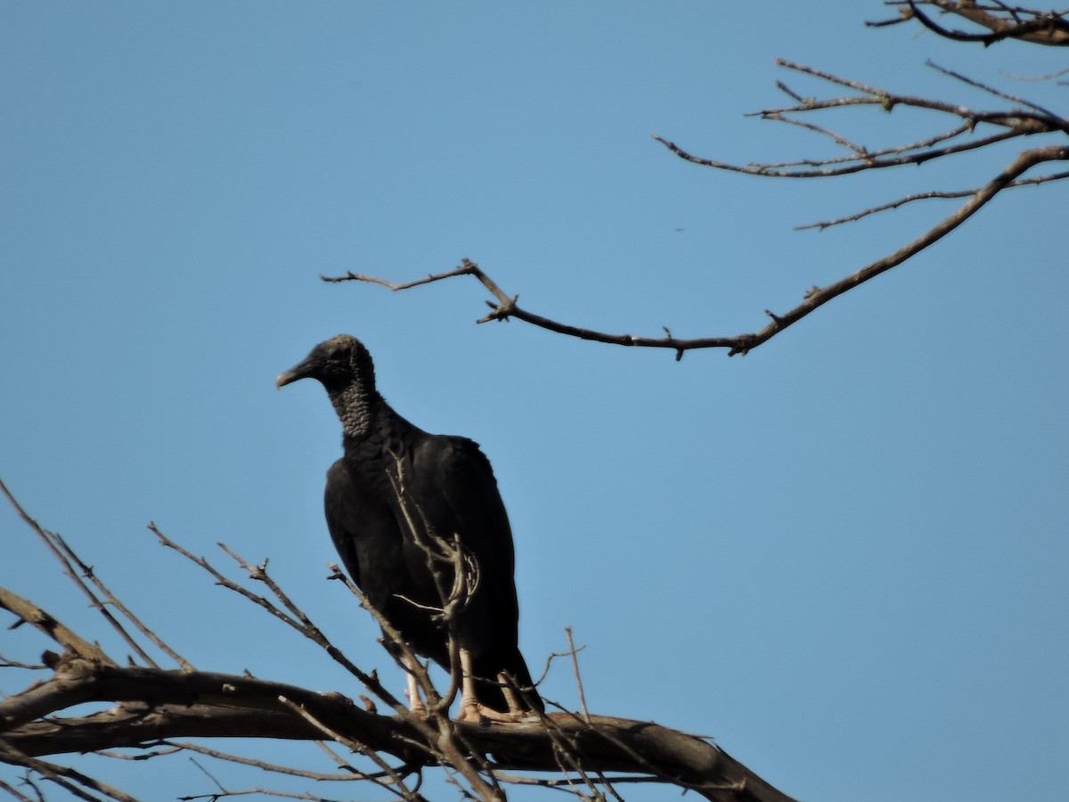 Black Vulture - Edu Martins