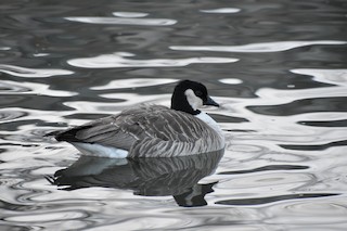 Cackling Goose (Richardson's), ML151252651