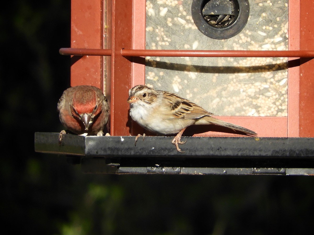 Clay-colored Sparrow - Diana Doyle