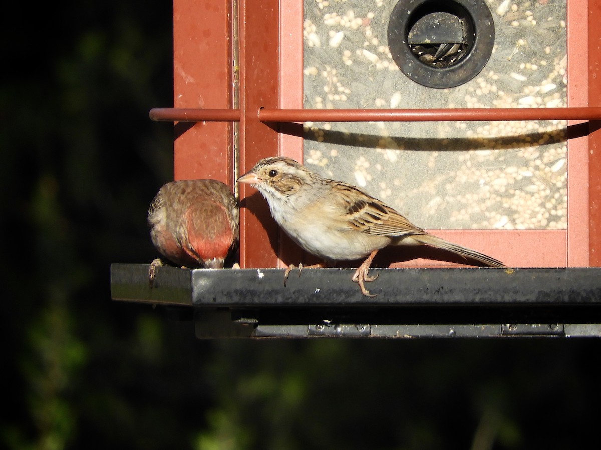 Clay-colored Sparrow - Diana Doyle