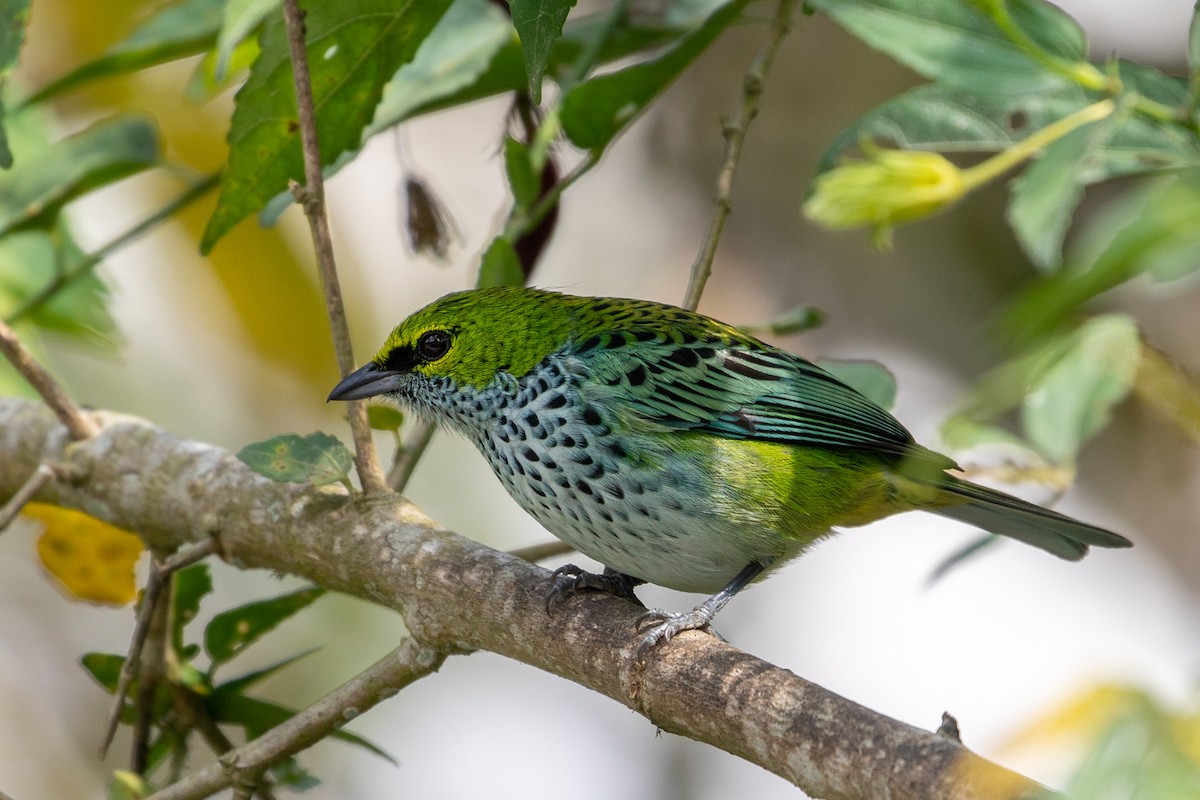 Speckled Tanager - Louis Bevier