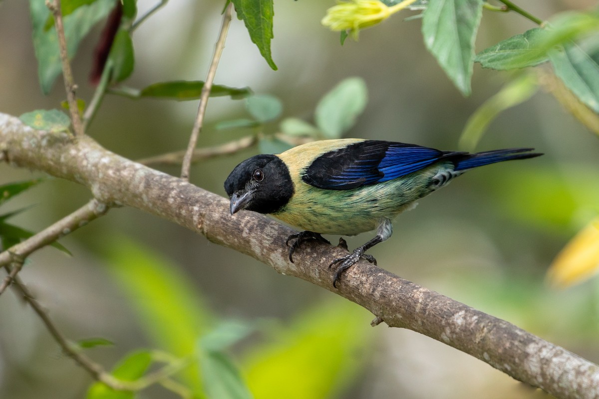 Black-headed Tanager - ML151255911