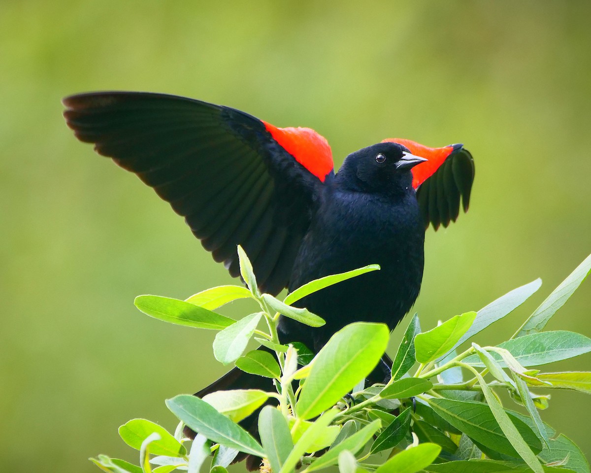 Red-winged Blackbird - Kent McDonald