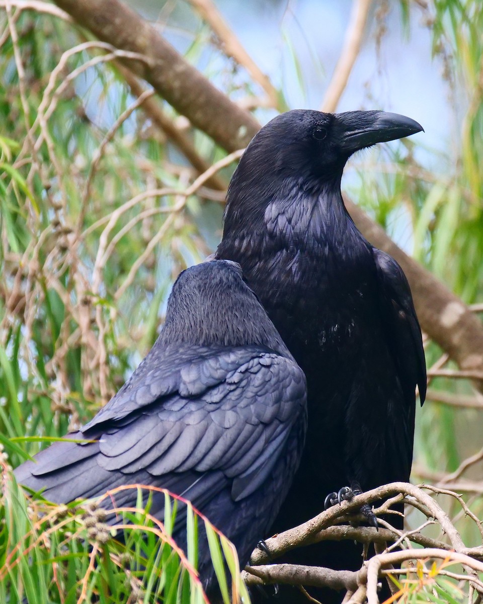 Common Raven - Kent McDonald