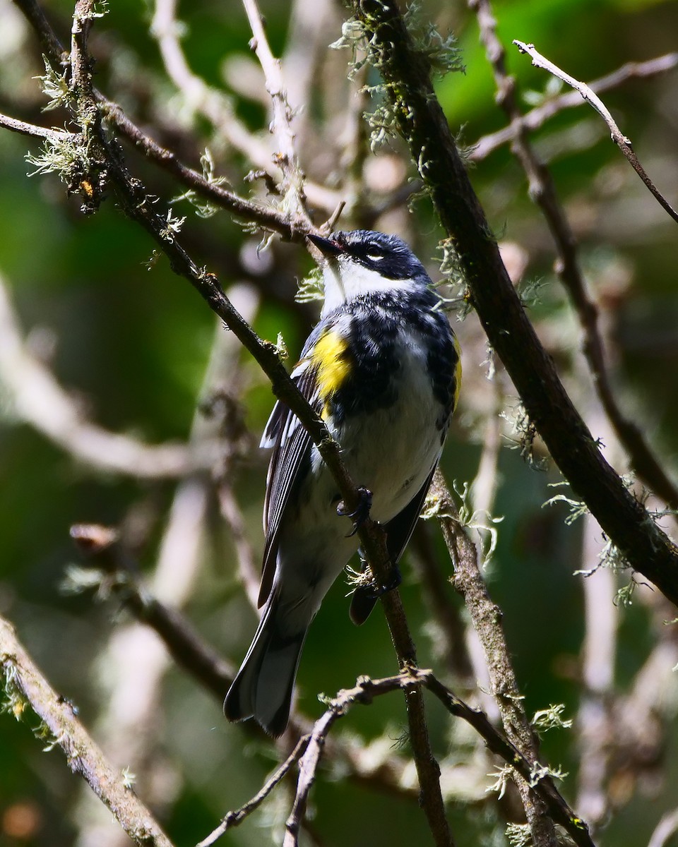 Yellow-rumped Warbler (Myrtle) - Kent McDonald