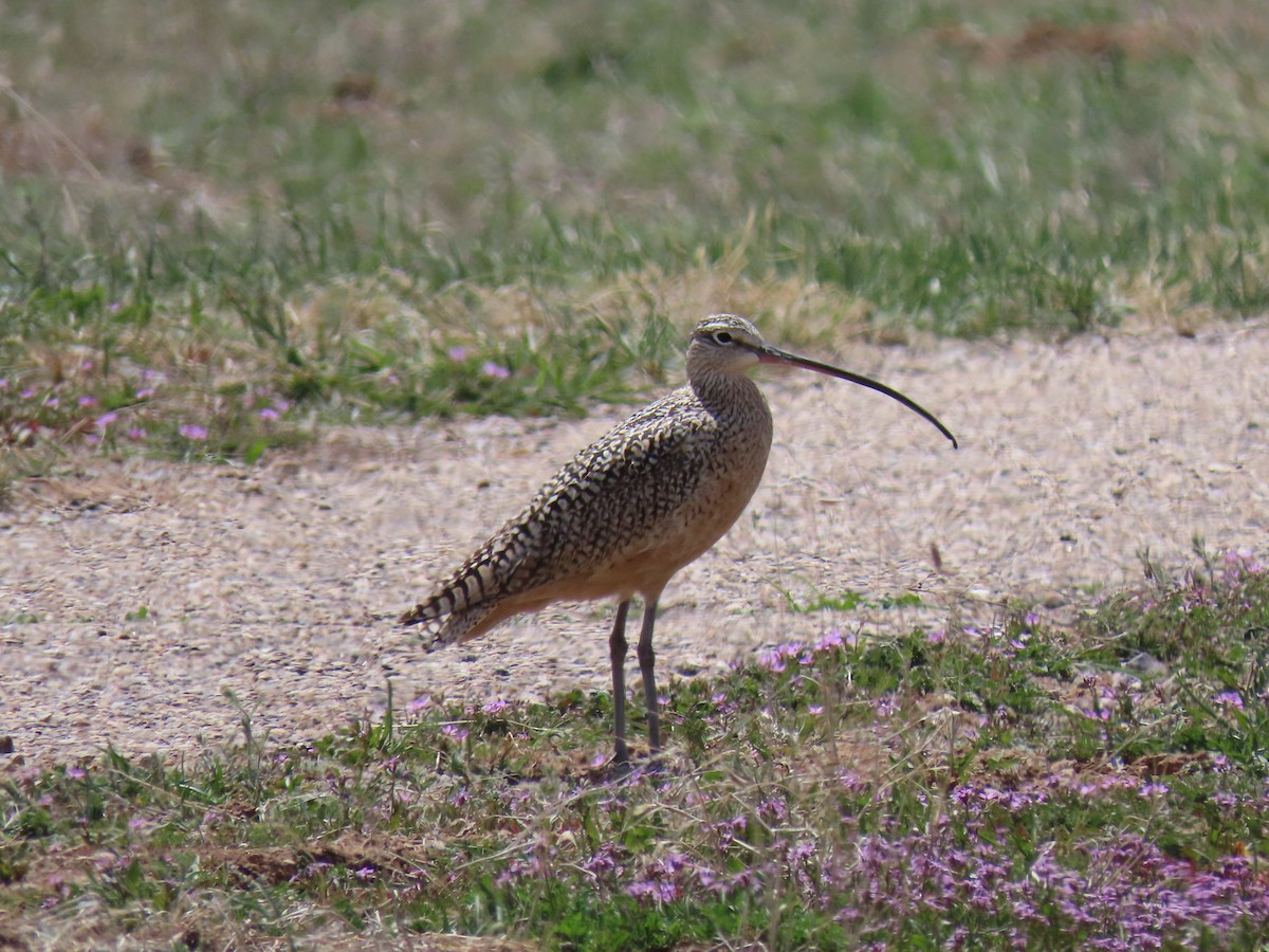 Long-billed Curlew - ML151257321