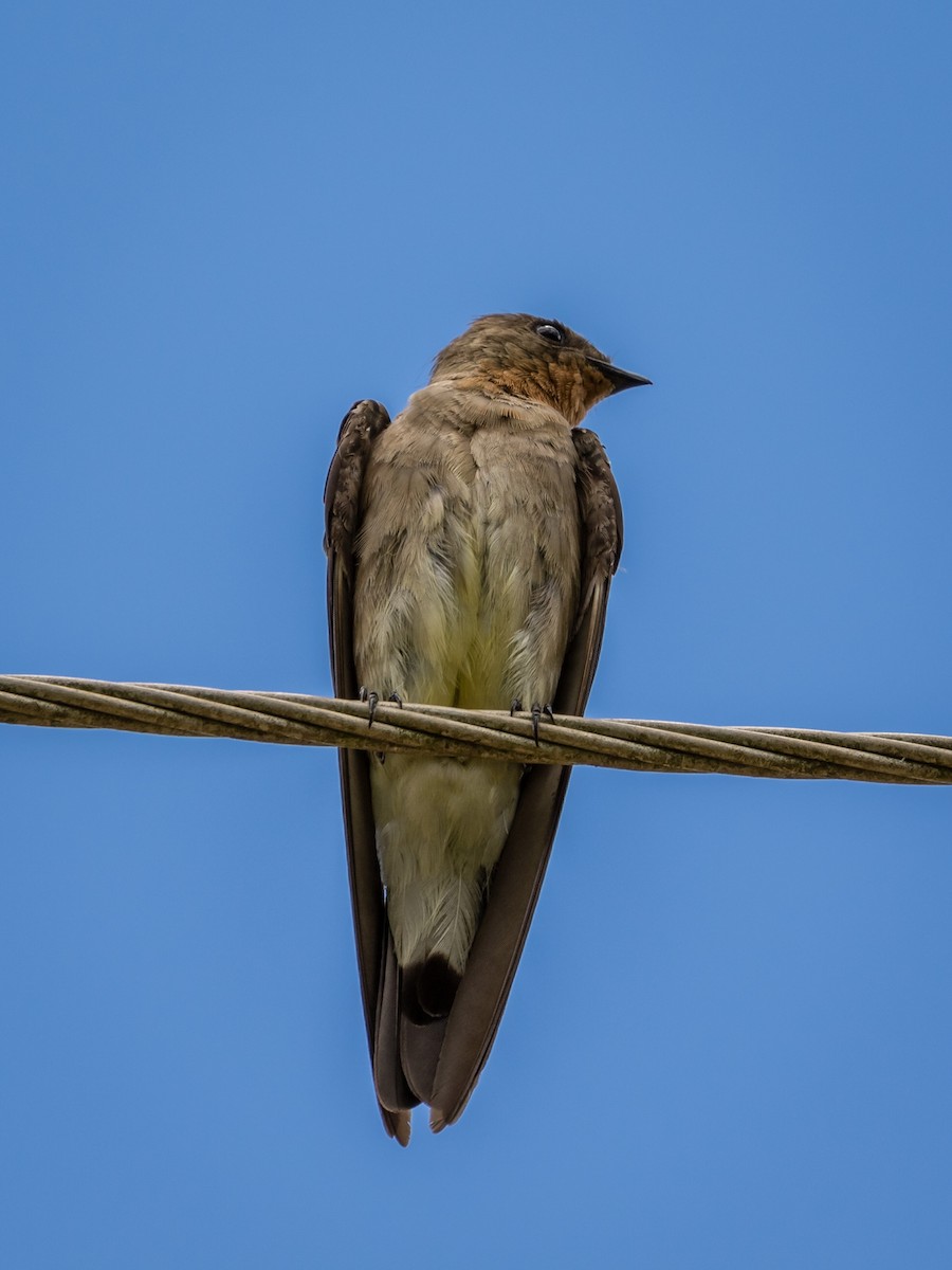 Southern Rough-winged Swallow - Eden Fontes
