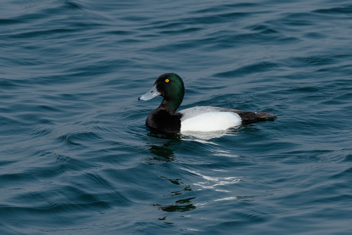 Greater Scaup - ML151259141
