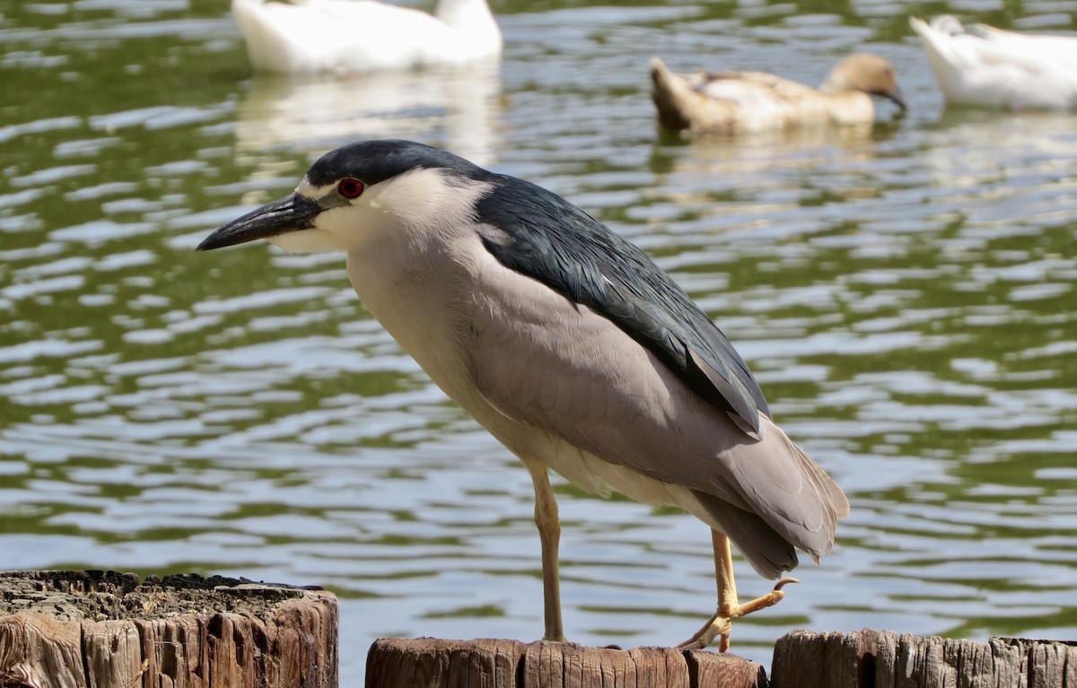 Black-crowned Night Heron - Terry Hill