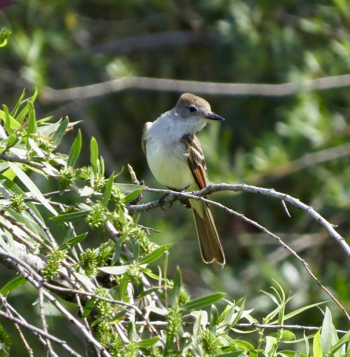 Ash-throated Flycatcher - Terry Hill