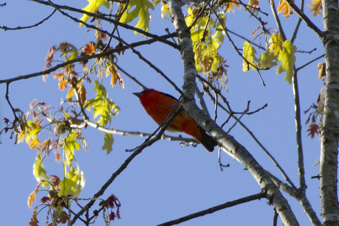 Scarlet Tanager - Jacob Wessels