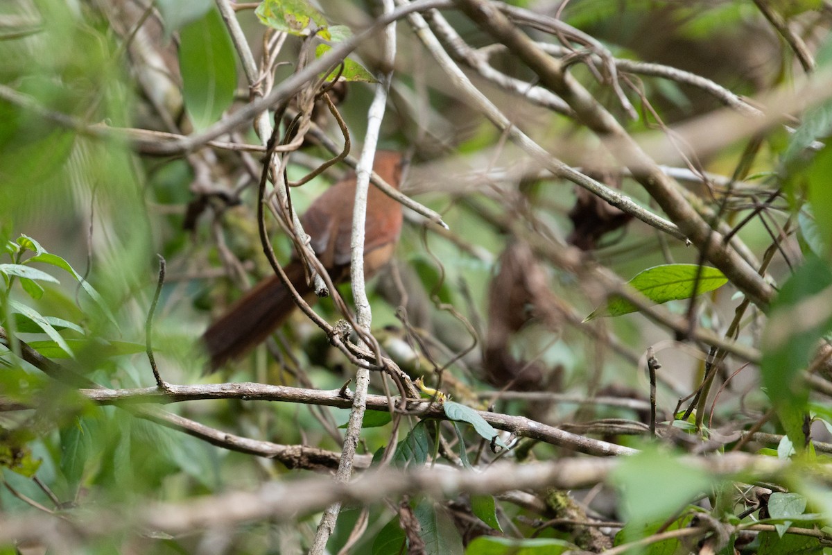 Stripe-breasted Spinetail - Louis Bevier