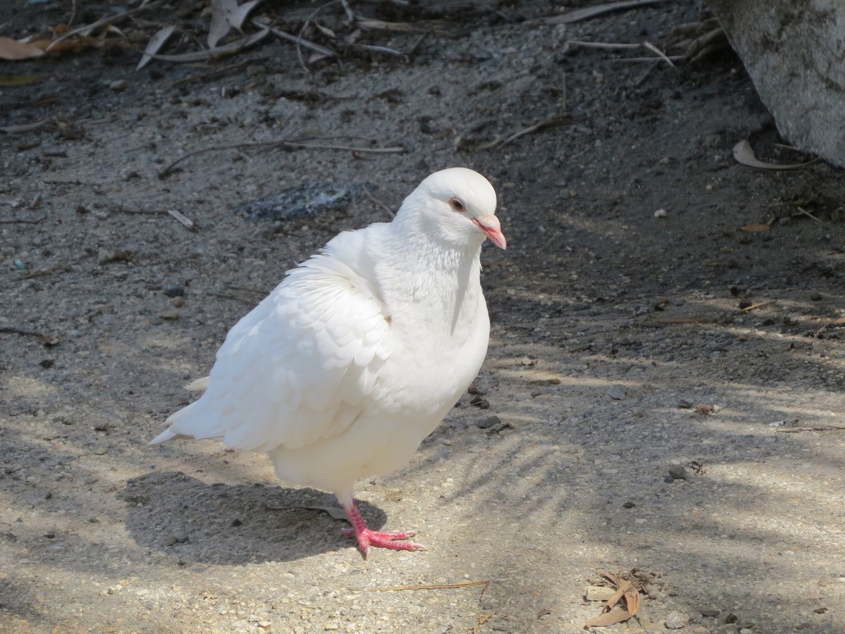 Rock Pigeon (Feral Pigeon) - ML151264521