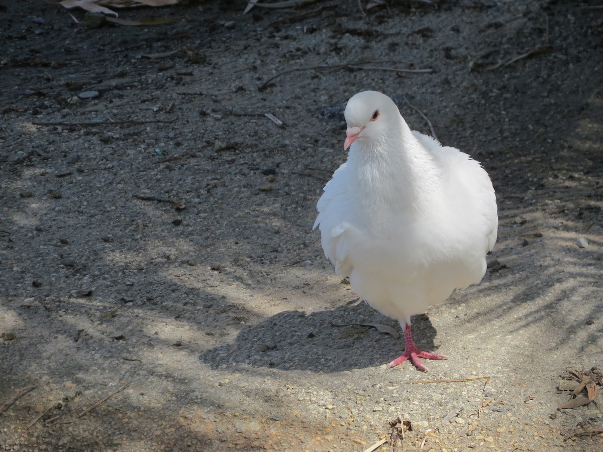 Сизый голубь (Одомашненного типа) - ML151264531
