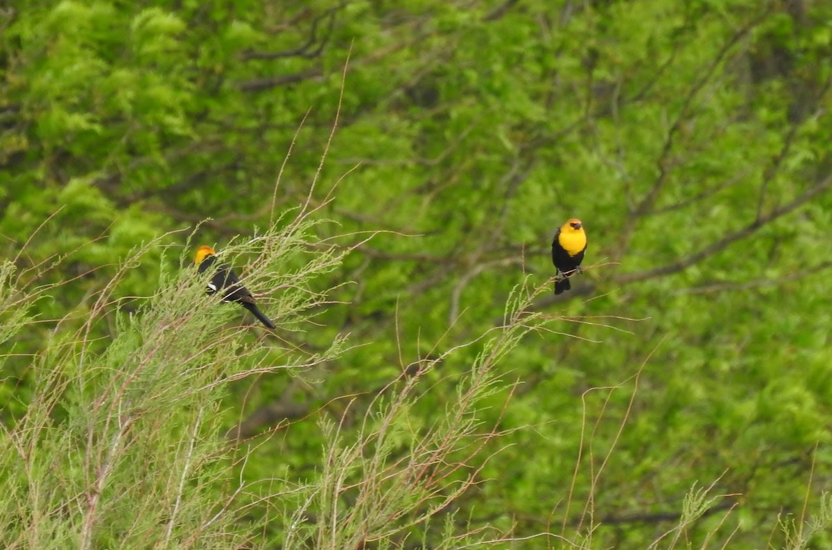 Yellow-headed Blackbird - ML151264921
