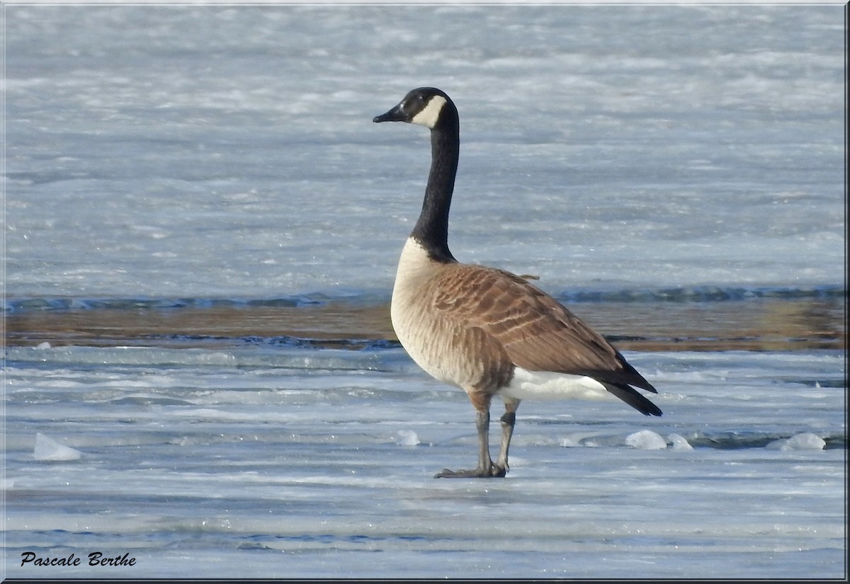Canada Goose - Pascale Berthe