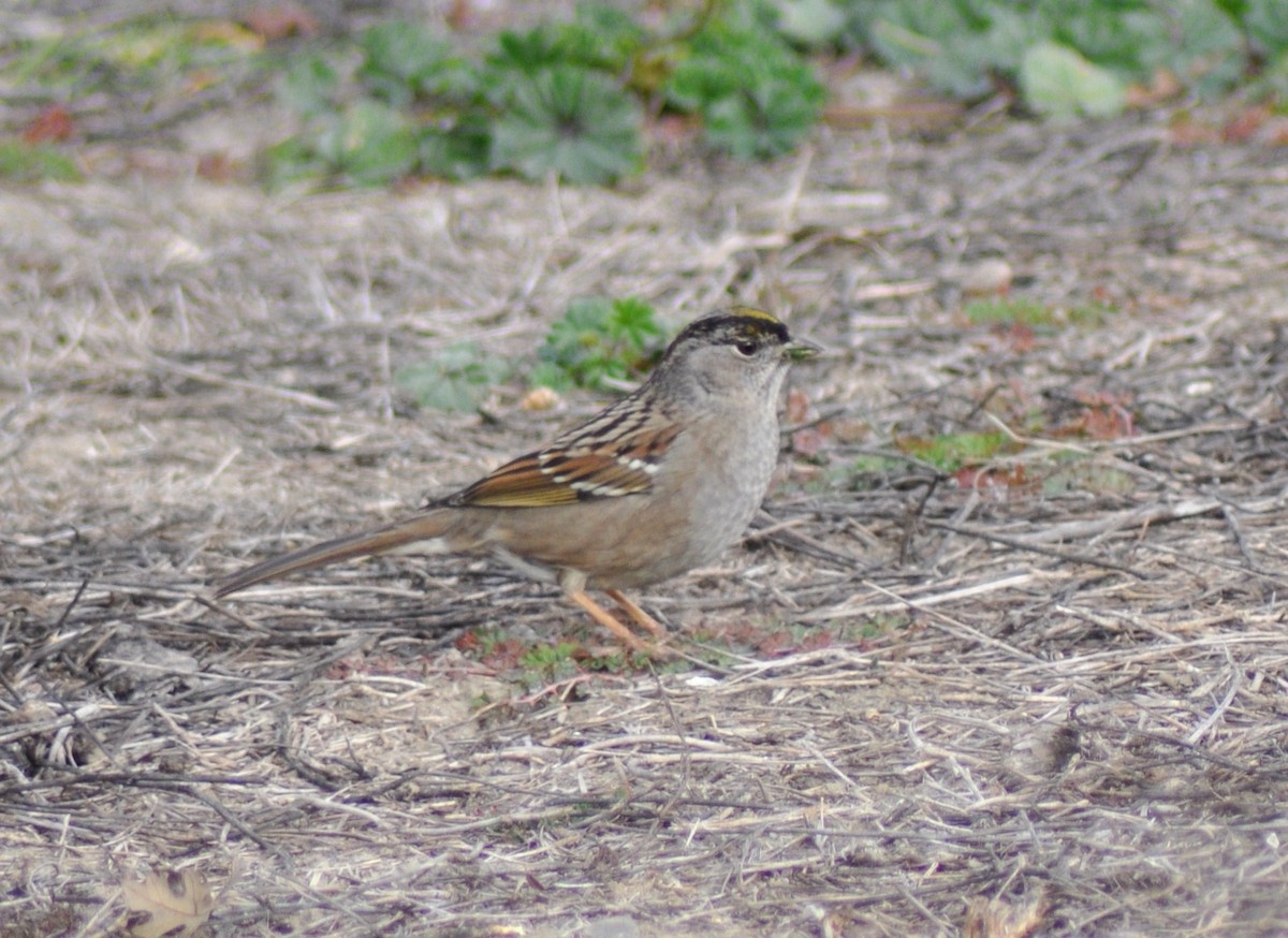 Golden-crowned Sparrow - Tommie Rogers