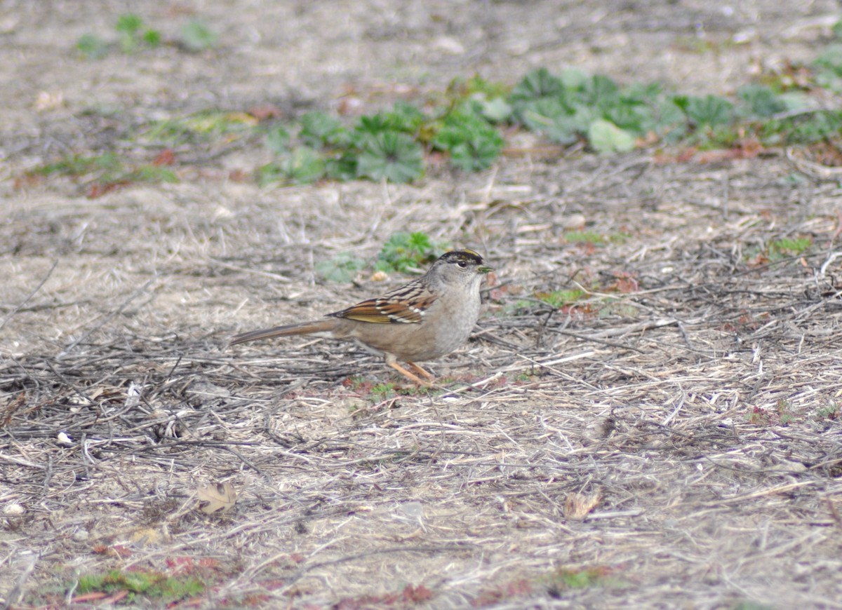 Golden-crowned Sparrow - Tommie Rogers
