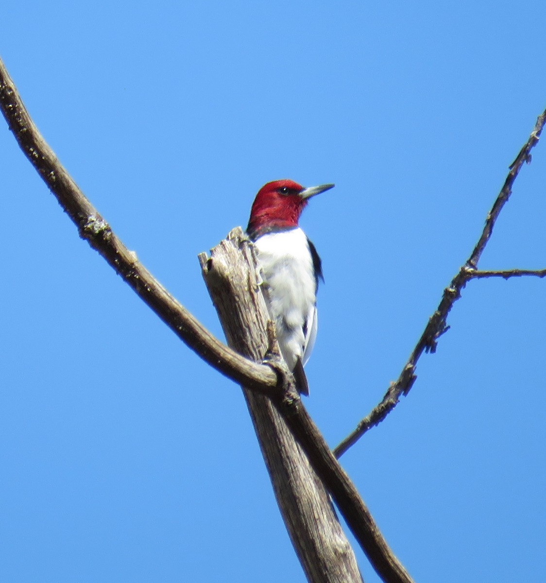 Red-headed Woodpecker - ML151268771