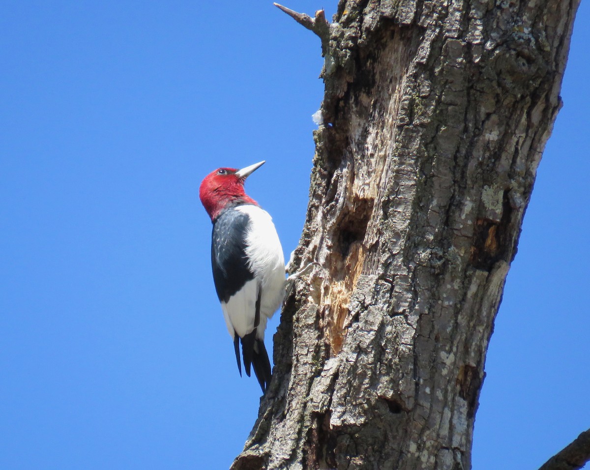 Red-headed Woodpecker - ML151268821