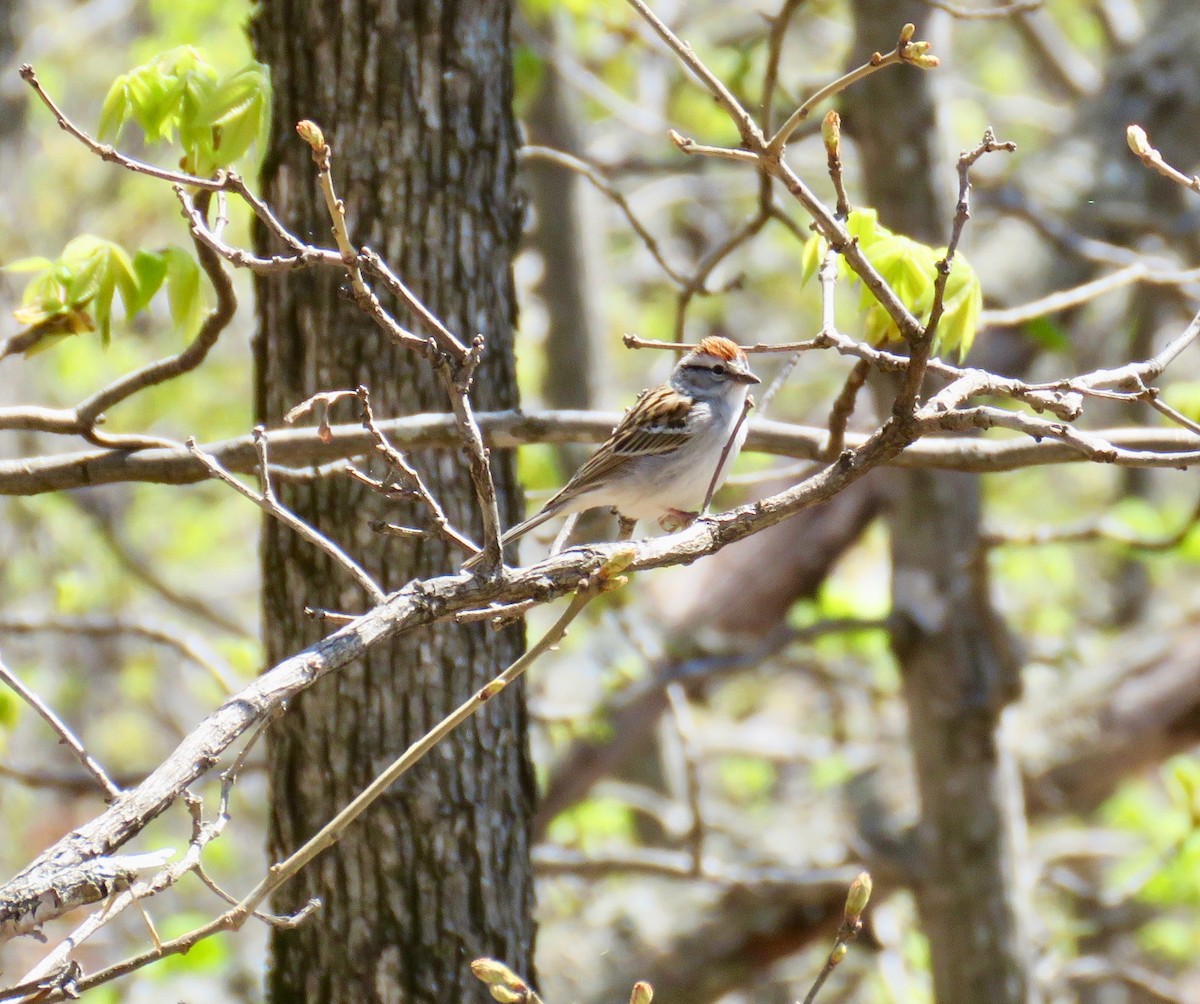 Chipping Sparrow - ML151269691