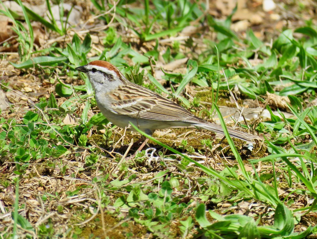 Chipping Sparrow - ML151269721