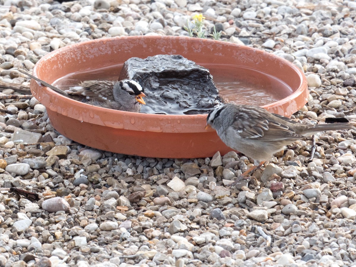 White-crowned Sparrow - Susan Elliott