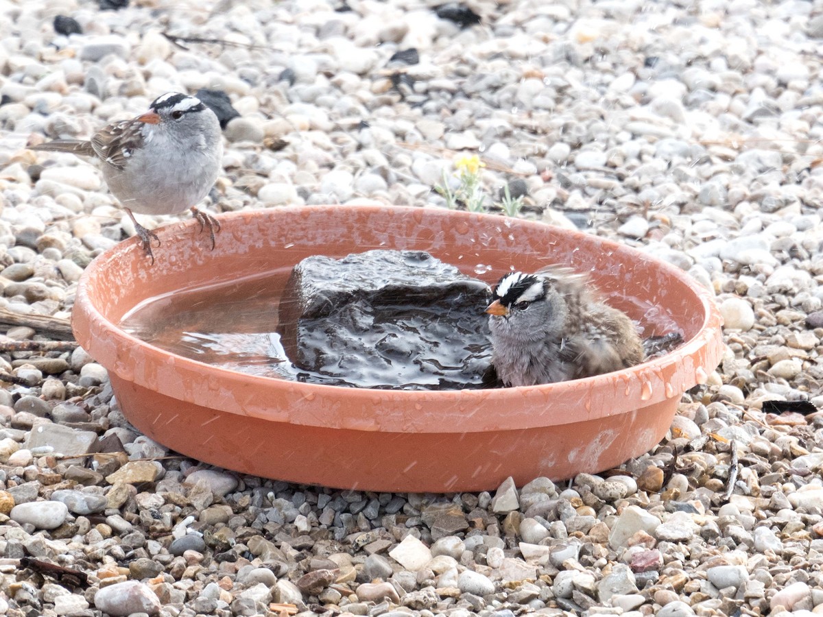 White-crowned Sparrow - Susan Elliott