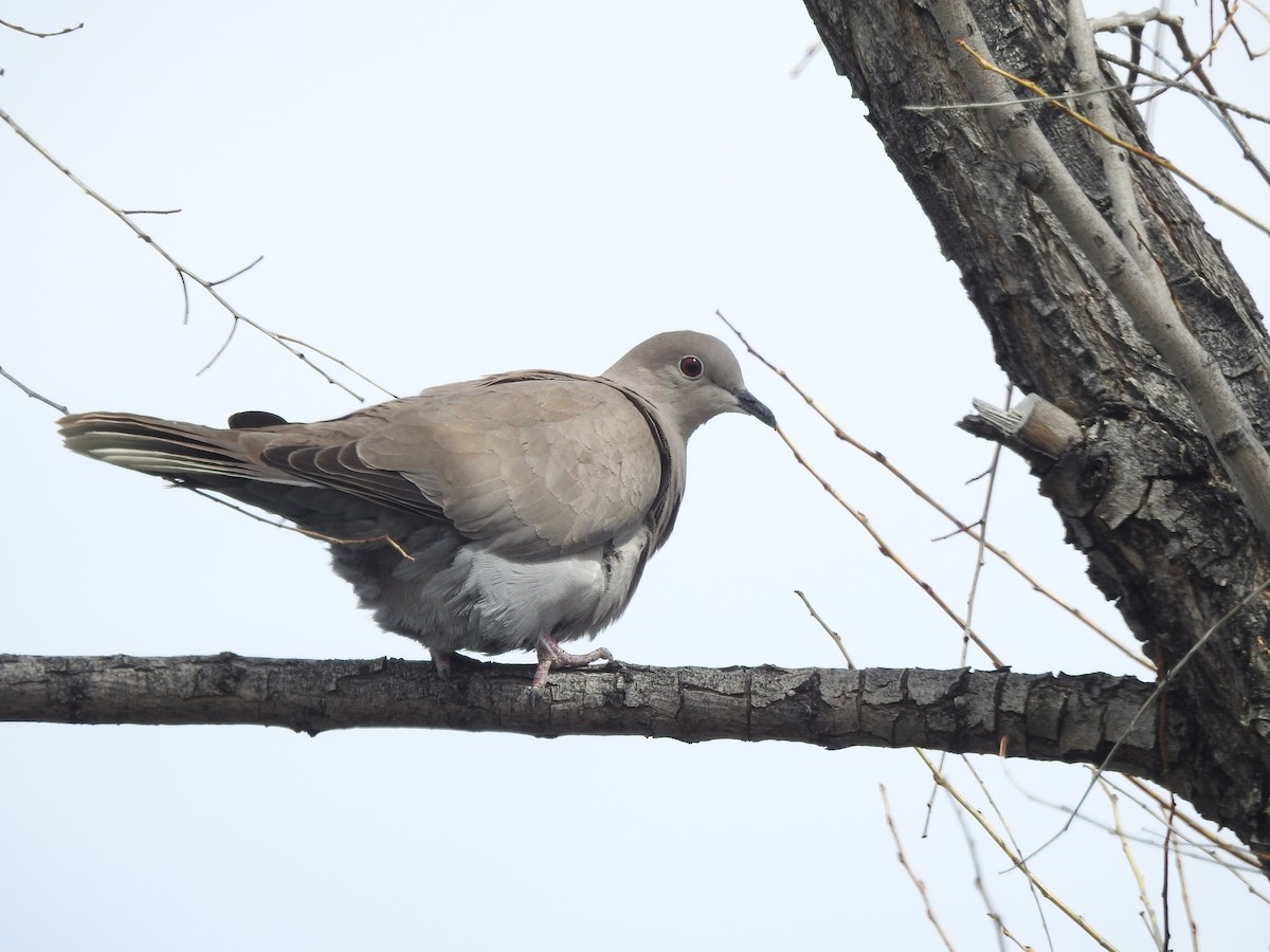 Eurasian Collared-Dove - ML151270901