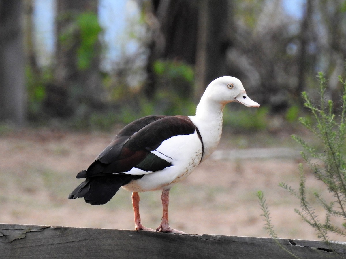 eBird Checklist 14 Apr 2019 Violet Road, Greenbank, Queensland, AU