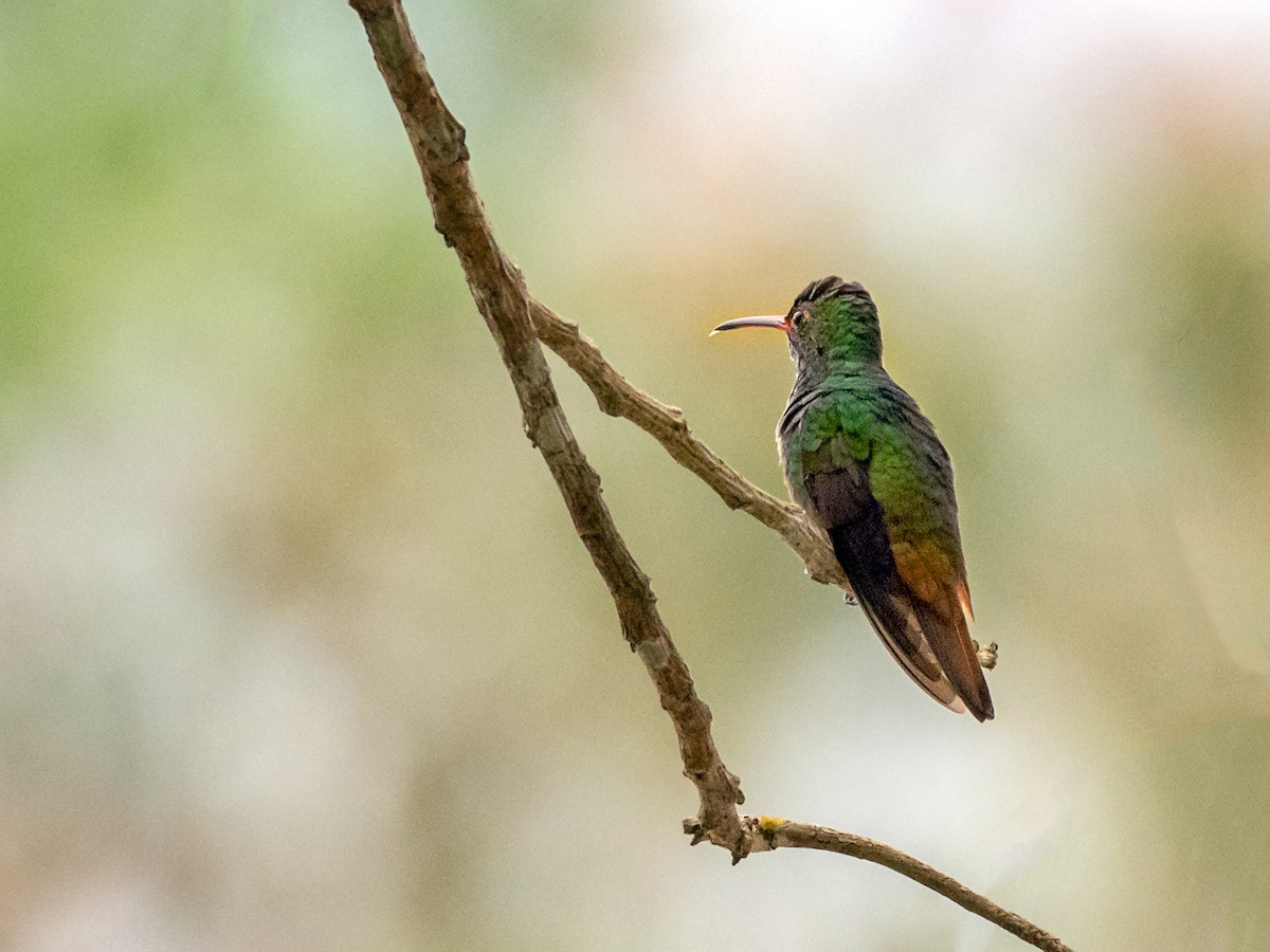 Rufous-tailed Hummingbird - ML151271041