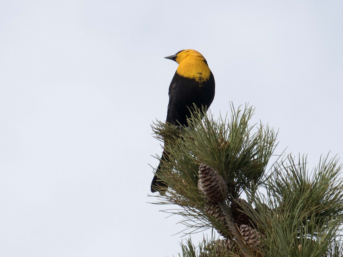 Yellow-headed Blackbird - ML151271871