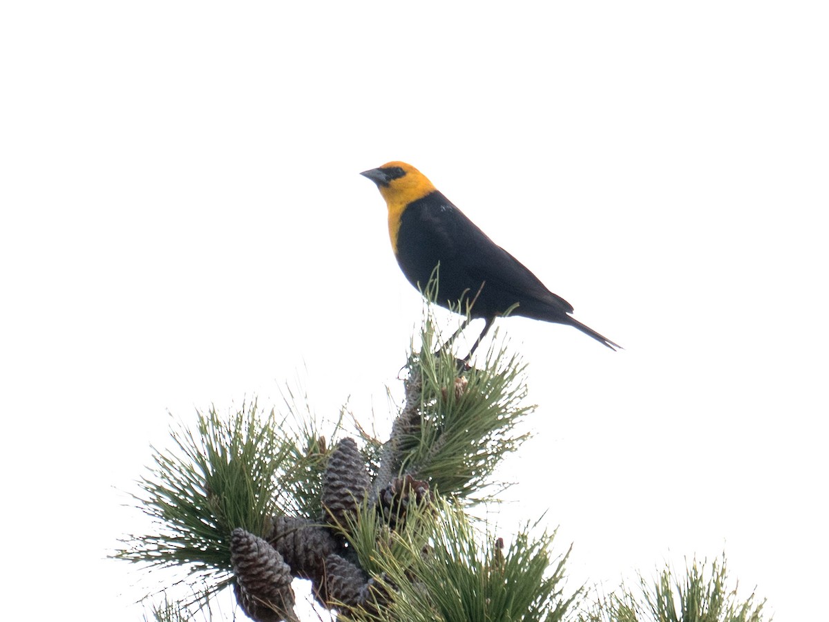 Yellow-headed Blackbird - ML151271891
