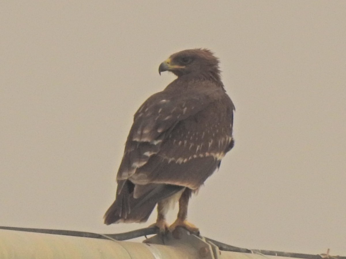 Greater Spotted Eagle - yasser abboushi