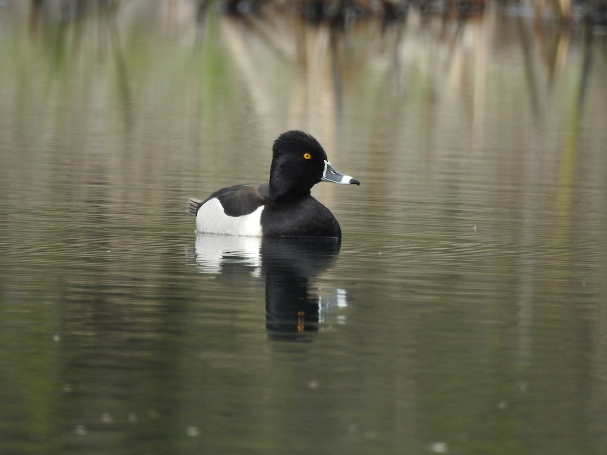 Ring-necked Duck - ML151273391