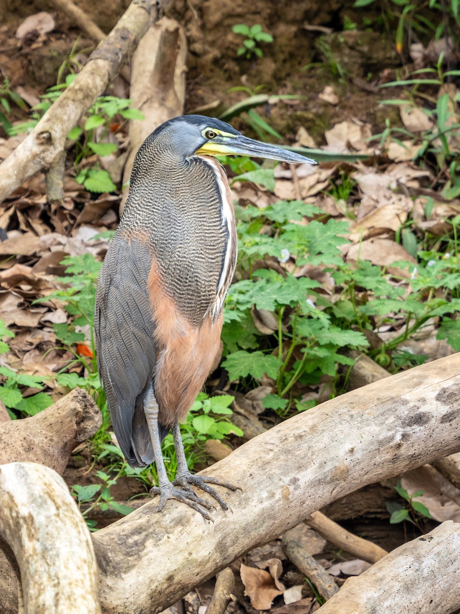 Bare-throated Tiger-Heron - Danielle  A