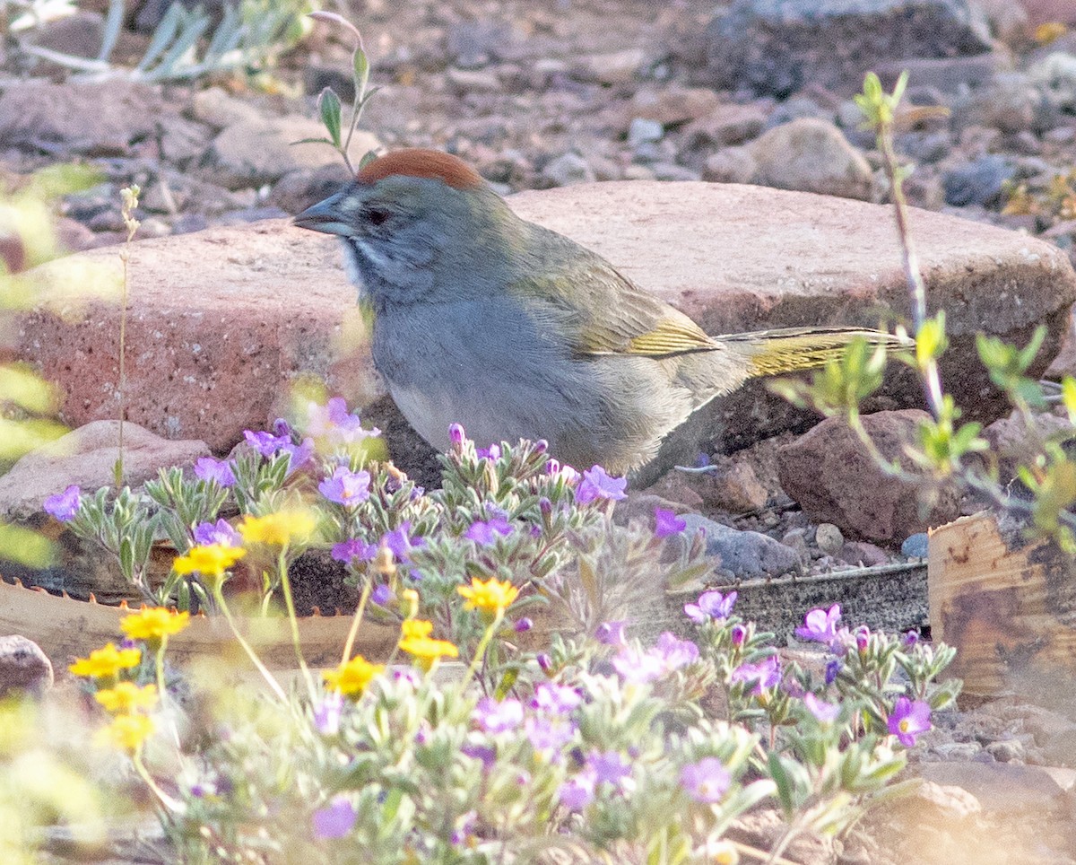 Green-tailed Towhee - Mark and Holly Salvato