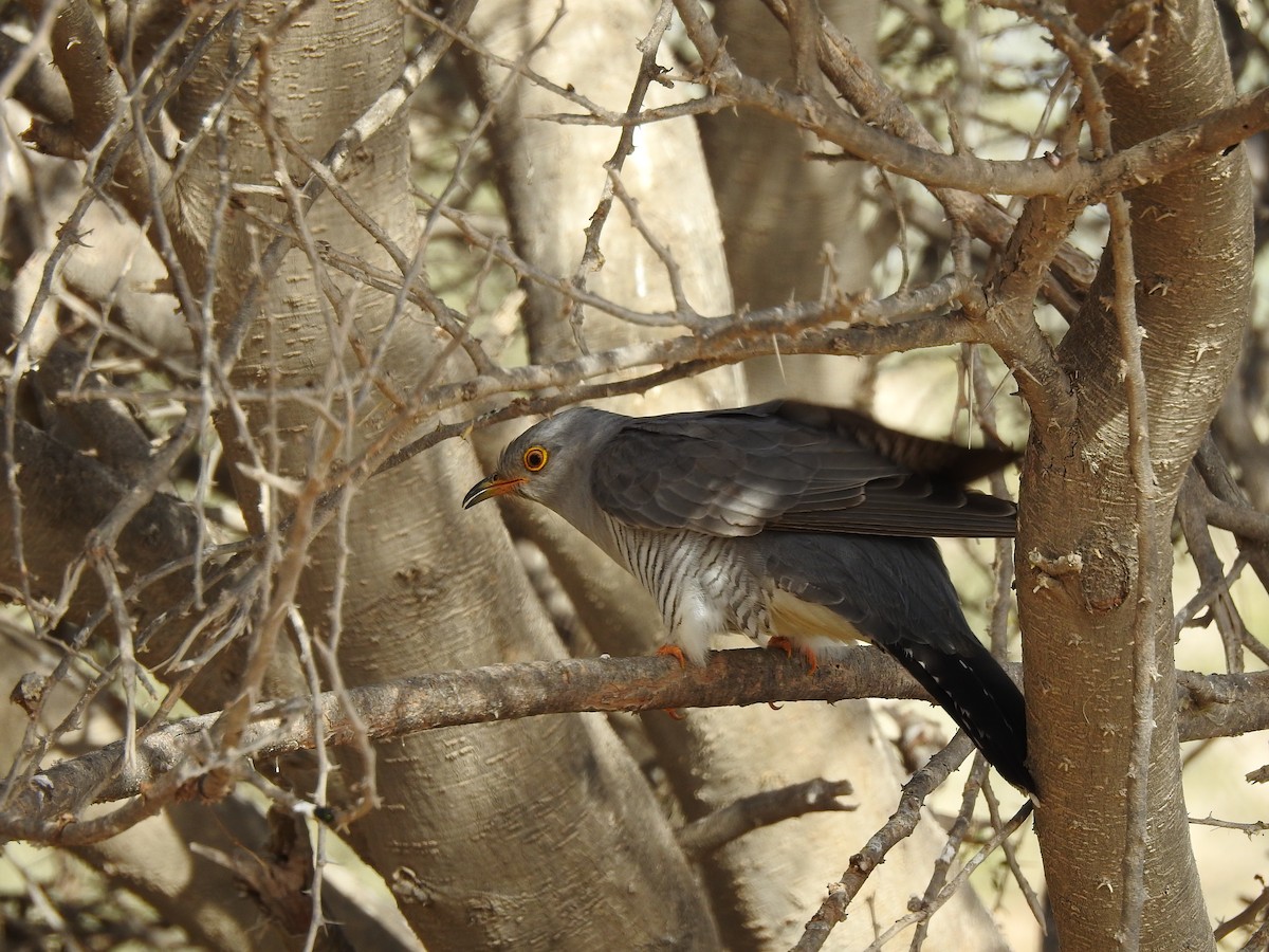 Common Cuckoo - yasser abboushi