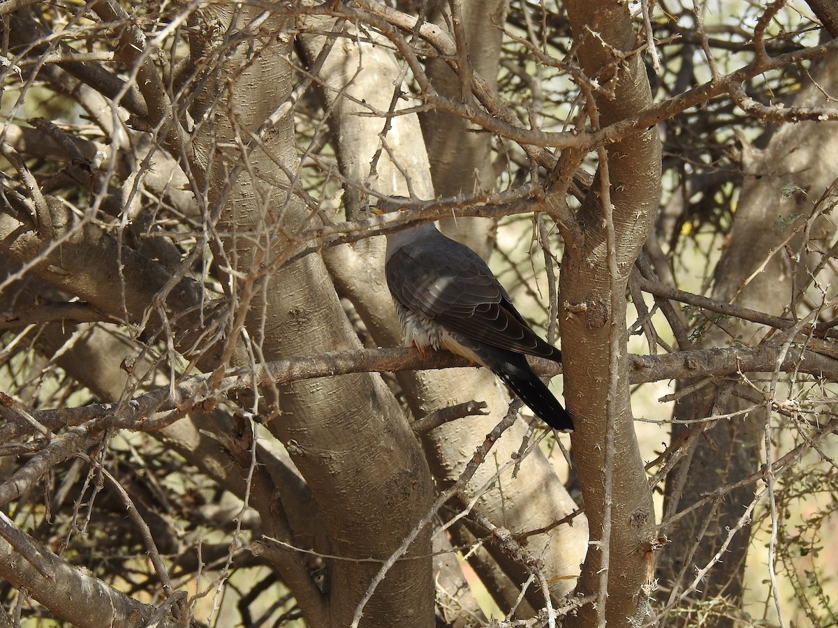 Common Cuckoo - yasser abboushi