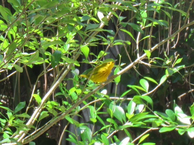 Yellow Warbler (Northern) - Eric Plage