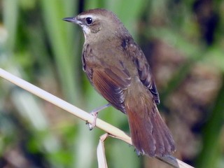 雌鳥 - aerolife 169 熊盛志 - ML151285151