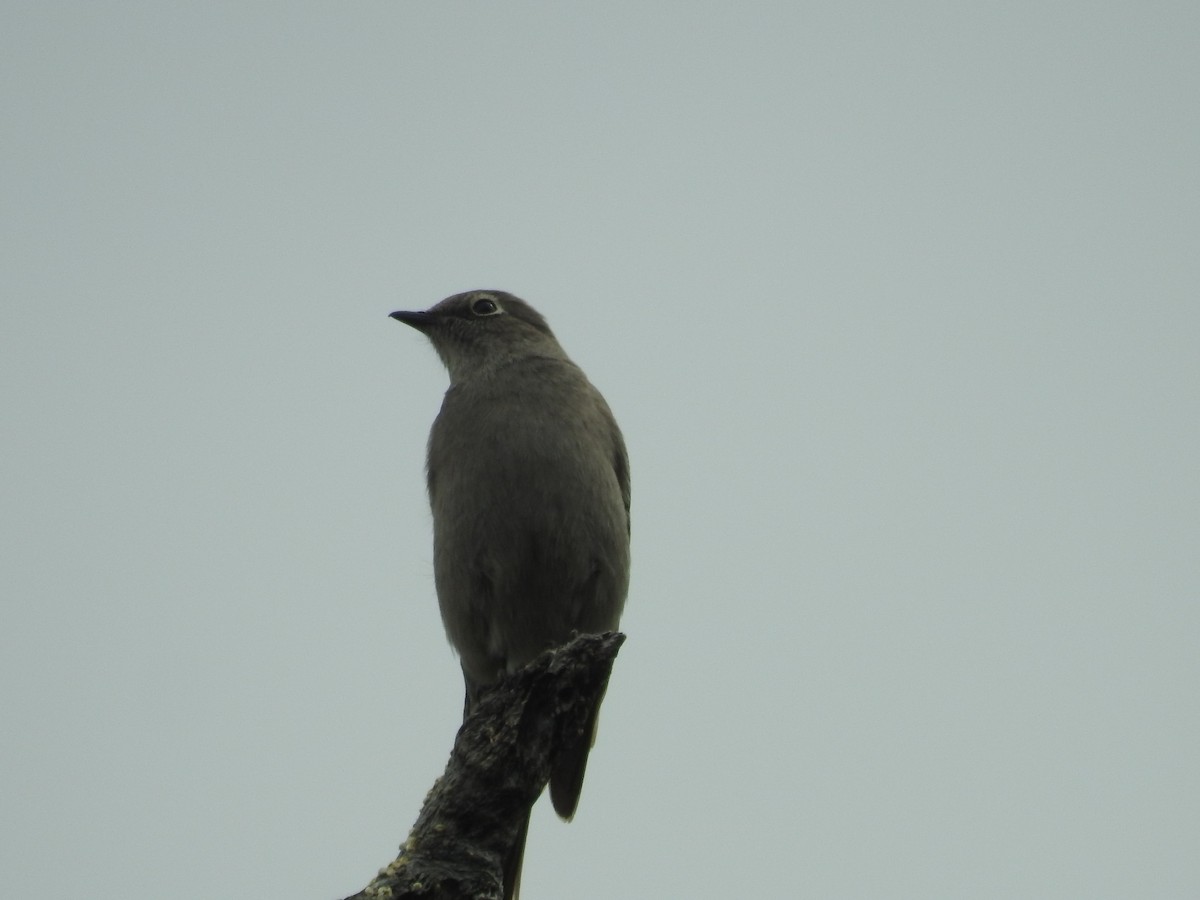 Townsend's Solitaire - ML151285201