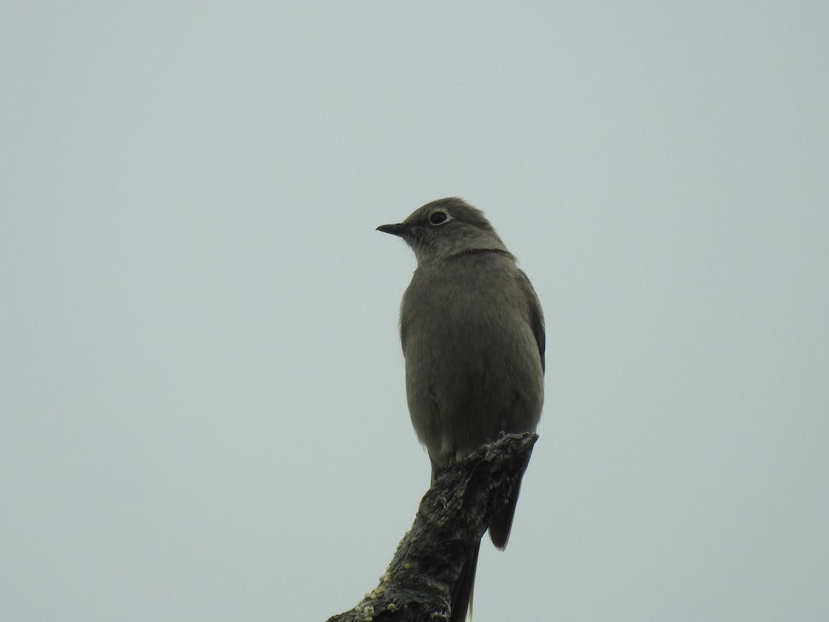 Townsend's Solitaire - ML151285251