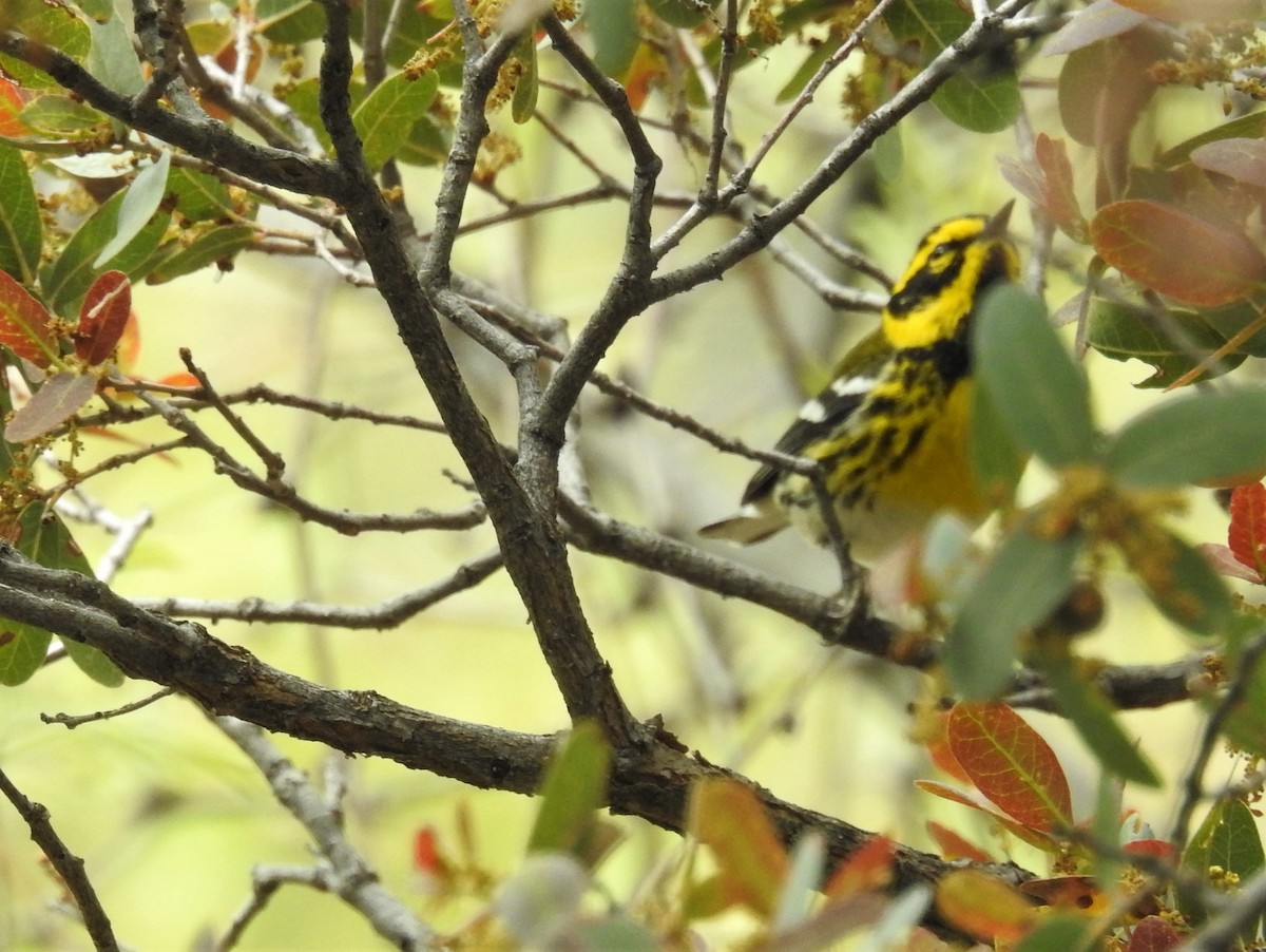 Townsend's Warbler - Bruce Hoover