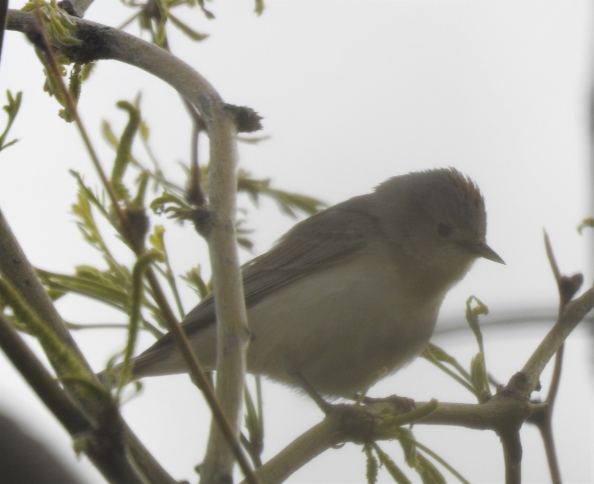 Lucy's Warbler - ML151285481