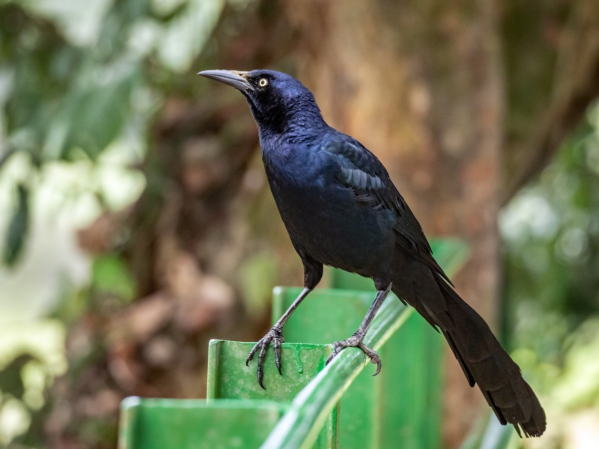 Great-tailed Grackle - ML151286571