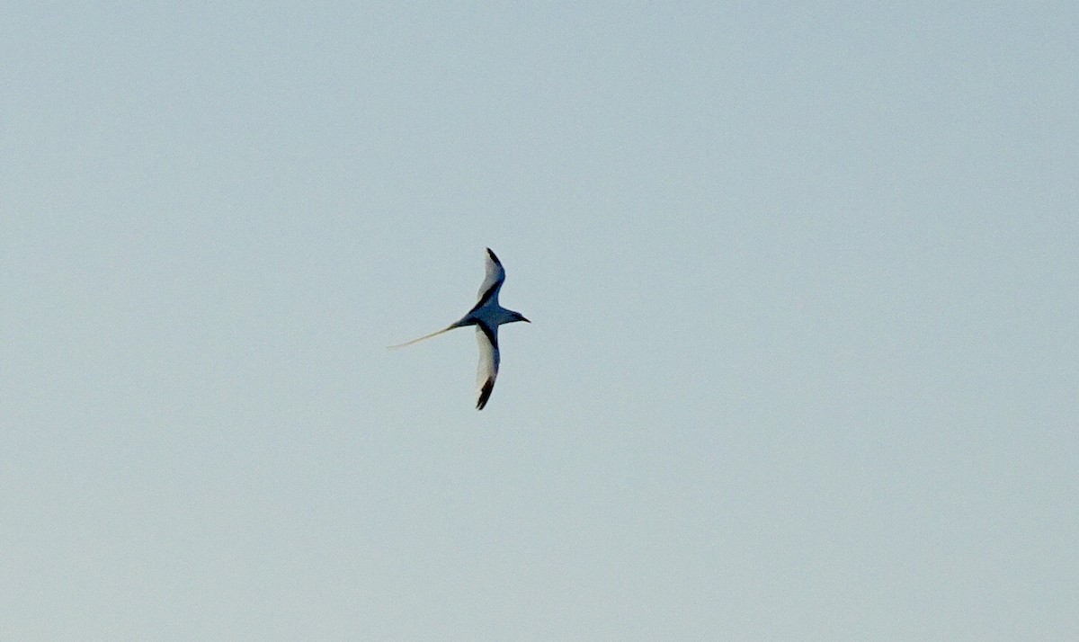White-tailed Tropicbird - ML151287371