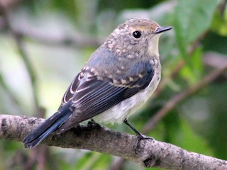 幼鳥 - Suresh  Rana - ML151287661